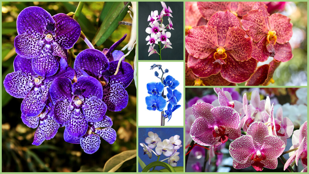Orchidee in Mostra 2020 (8-29 Febbraio) - Orchidee in mostra 2020