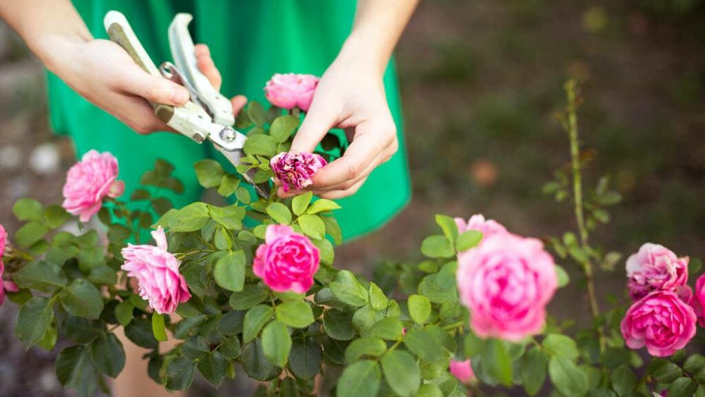 Corso gratuito di cura e potatura delle rose.