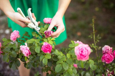 Corso gratuito di cura e potatura delle rose. - Cura e potatura rose