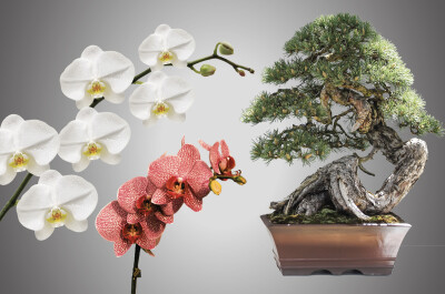 Orchidee e bonsai in mostra